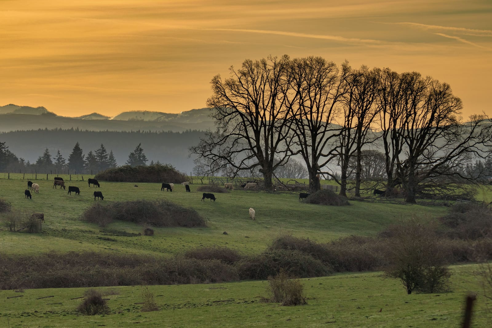 Open pasture with grazing cattle at golden hour, framed by a line of bare trees